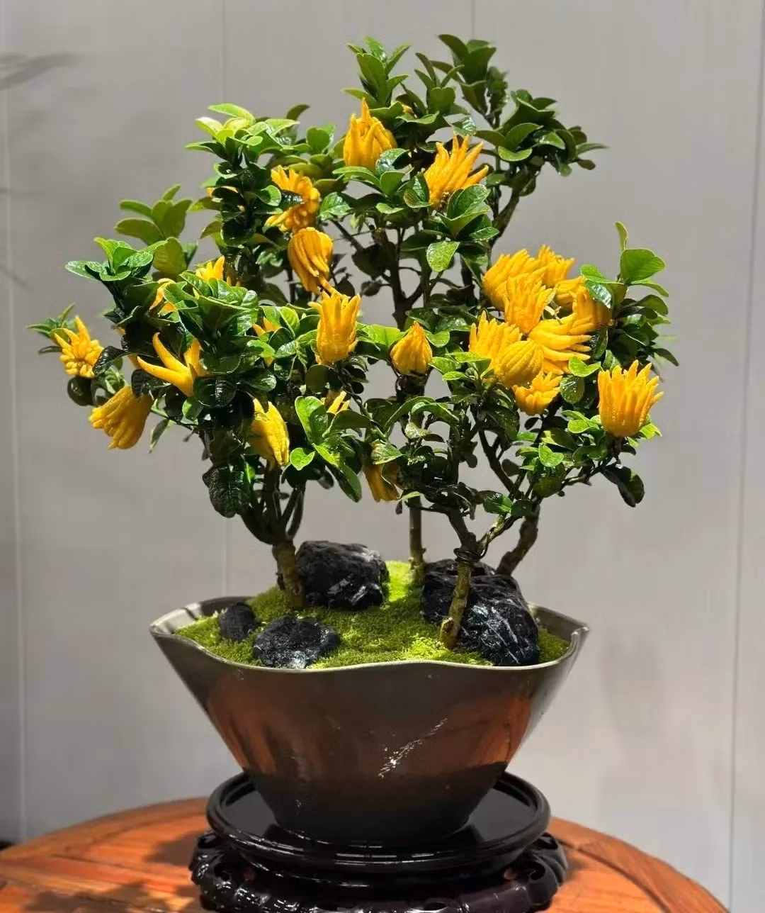 2. Cây cảnh: Phật thủ. Qua Phật thủ trông giống như bàn tay của Đức Phật, màu vàng, lá xanh nhìn tươi đẹp, tốt lành. Ngoài ra, ý nghĩa của cây cảnh này là tài lộc trong tay, tiền bạc trong tay, phúc lộc trường thọ, con cháu đầy đủ, hạnh phúc... 