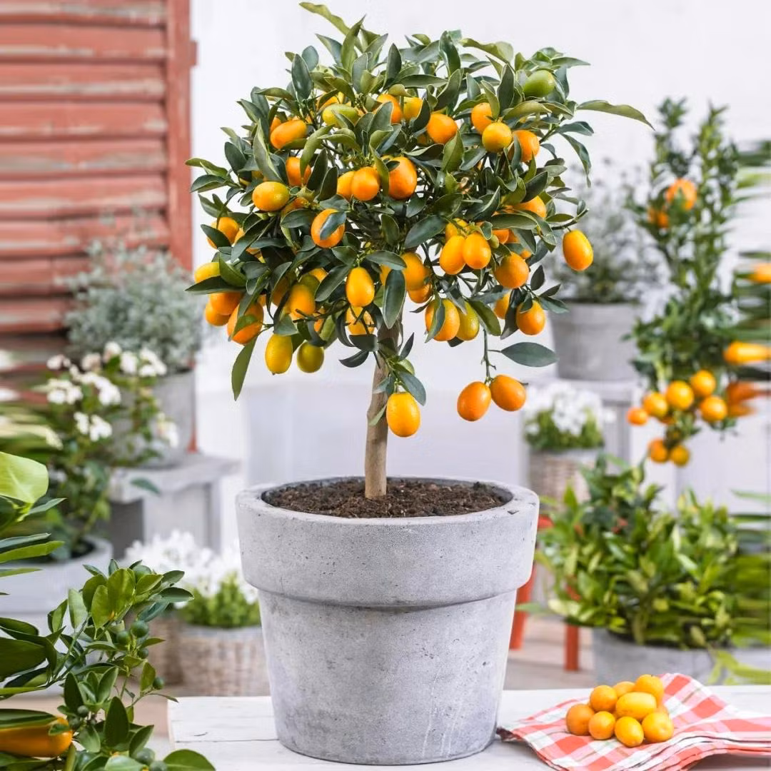  Ý nghĩa của nó là: phú quý, tài lộc, nhà đầy vàng ngọc, nhiều con cái, may mắn. Ngoài ra, trong tiếng Hán Việt, quất còn là từ đồng âm của “điềm lành” nên mỗi dịp Tết Nguyên đán, lễ hội mùa xuân, nhiều người thích mua trưng một chậu quất trong nhà để đem lại may mắn cho năm mới. 