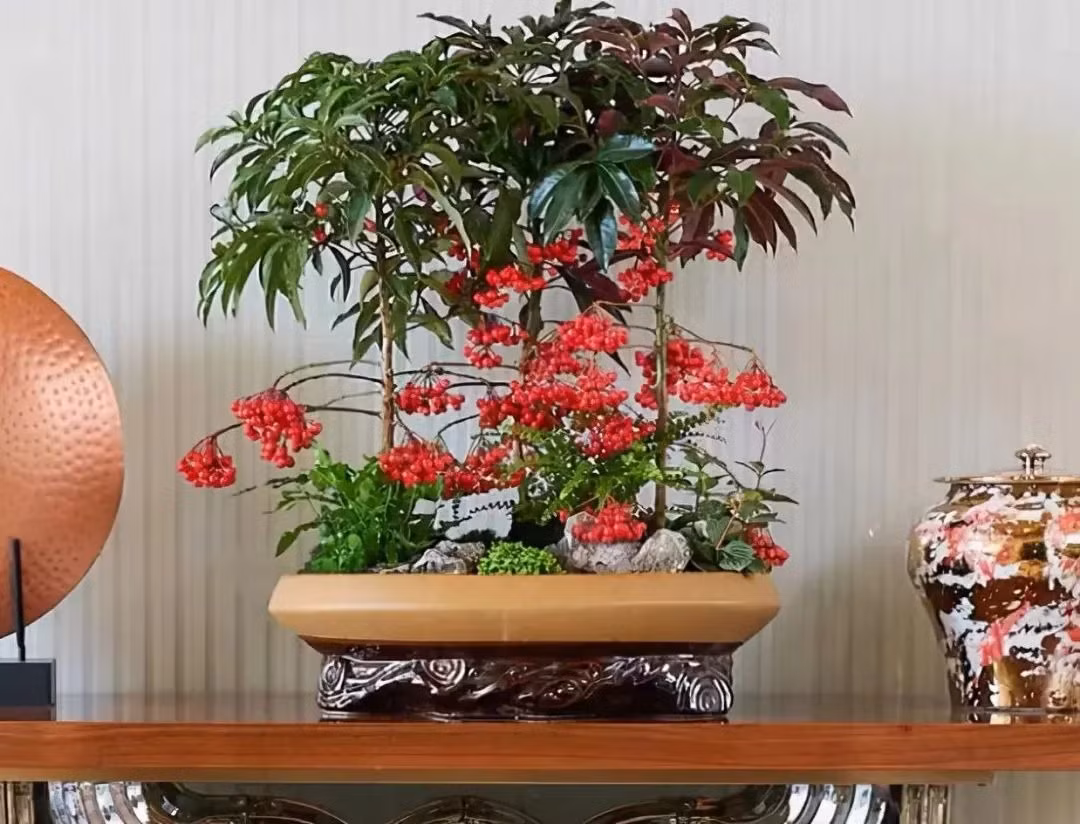  Hoa tuy không bắt mắt nhưng khi quả chín phủ đầy cành màu đỏ khiến mọi người không thể bỏ qua. Quả kim ngân lượng có thể để được vài tháng mà vẫn không rụng. Chính vì vậy mà người xưa cho rằng "vạn lượng vàng" là cây phú quý mang lại may mắn, tài lộc, đông con nhiều cháu cho gia đình. 