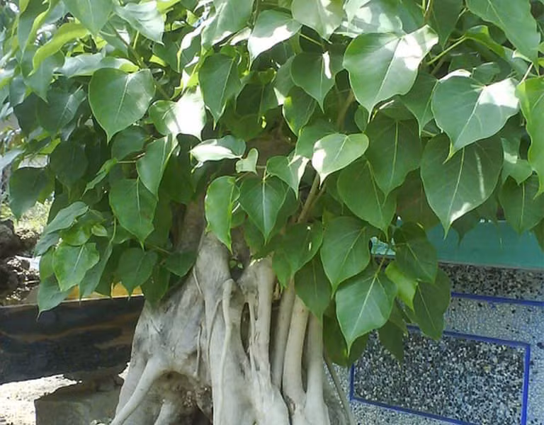 3. Cây cảnh: Bồ đề. Bồ đề là một loại cây có nguồn gốc từ Ấn Độ, là loại cây thiêng liêng gắn liền với Phật pháp. Đây là cây thân gỗ, có thể cao tới 20 – 25m nếu trồng trong môi trường tự nhiên. 