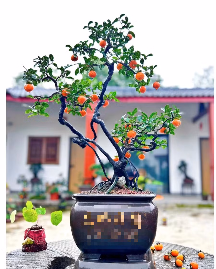  Ngoài ra, nó còn có ý nghĩa thịnh vượng, sung túc, trường thọ và sức khỏe... Cây cảnh hồng đá có ý nghĩa là nhiều con cái, nhiều phúc lộc, trường thọ và phú quý, có tác dụng phong thủy tụ tài, thu hút tài lộc, làm ăn phát đạt. 