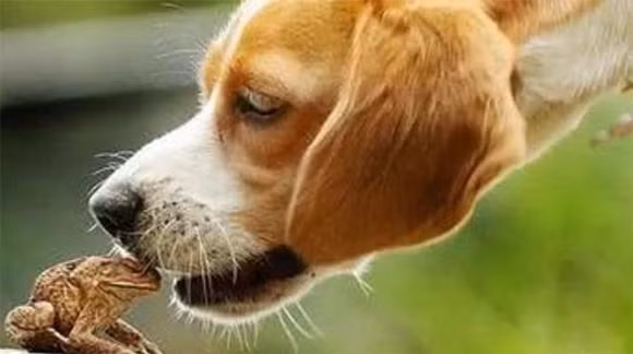  Trong bệnh viện có vô số chú chó bị “nghiện ma túy”, để ngăn chặn những chuyện như vậy xảy ra, nhiều chú chó buộc phải nhốt trong nhà. Không chỉ có chó, ngay cả trăn cũng liên tục bị cóc mía bắt nạt. Chúng có nọc độc cao và vô cớ chọc tức trăn. Chúng lập nhóm cưỡi trăn, trăn chỉ có thể nằm yên tại chỗ và để cóc mía cưỡi, nếu ăn cóc mía, trăn sẽ bị ngộ độc và chết trong vòng chưa đầy 15 phút. 