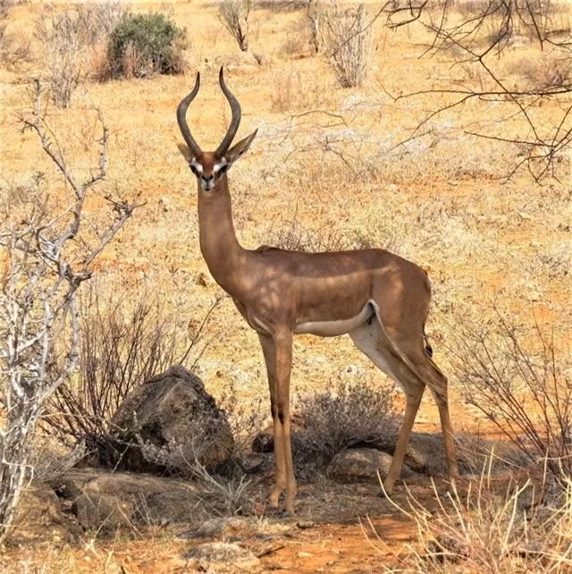 Linh dương Gerenuk: Linh dương Gerenuk là loài linh dương cổ dài. Đông Phi là nơi đầu tiên tìm thấy chúng. Loài này có 4 chân dài, cơ thể mảnh mai và khá cao (từ 80 – 105cm).