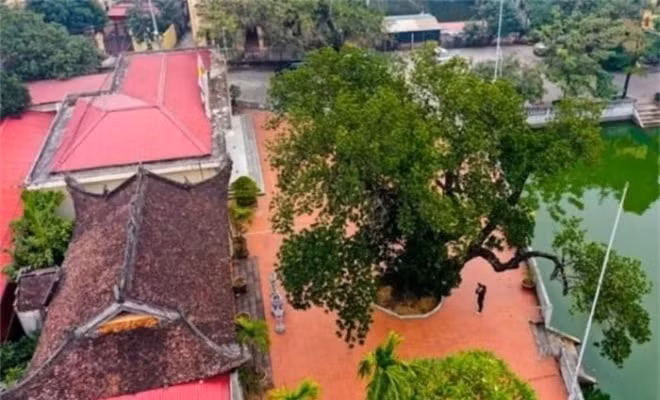 Theo đó, nhà văn hoá xóm Chợ (xã Cổ Loa, huyện Đông Anh, Hà Nội) là nơi tọa lạc của một cây mít cổ thụ với thân cây cổ quái, xù xì có tuổi thọ hơn 500 tuổi. 
