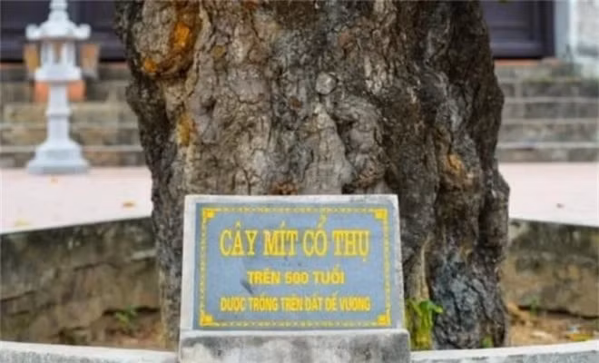  Cây mít cổ thụ này đã trải qua nhiều thăng trầm của lịch sử nhưng vẫn đứng sừng sững qua bao đời. Đây là cây được người dân xã Cổ Loa trồng trên “đất Đế Vương” xưa với những cành lá ngày một sum suê. Đáng nói, dù thân còn găm những mảnh bom thời chiến vậy mà cây mít cổ thụ này vẫn tràn đầy vượng khí, vươn xanh đón ánh mặt trời.