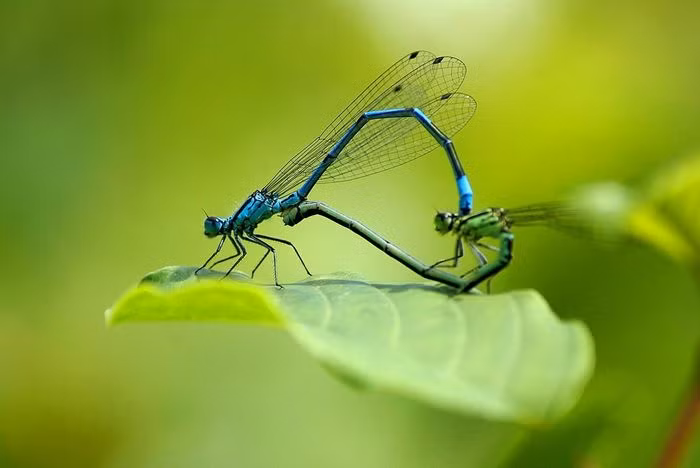 Chuồn chuồn kim xanh da trời (Coenagrion puella) dài 3,5cm, phổ biến ở Tây Bắc châu Âu. Loài này thường đậu trên thực vật nổi. Cá thể đực có vệt đen và xanh lam, trong khi cá thể cái cũng có vệt đen nhưng phần còn lại là màu lục nhạt.