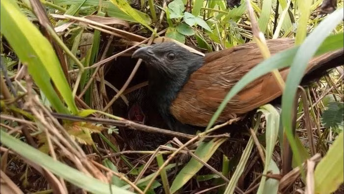 Tuy nhiên, Bìm bịp không phải là giống chim dễ nuôi