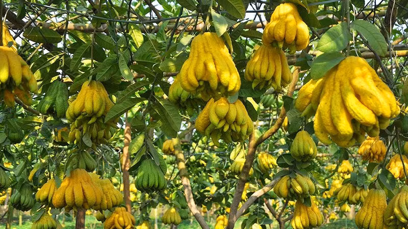  Quả Phật thủ còn tỏa ra mùi hương sảng khoái, khiến người ta đặc biệt thoải mái. Khi đặt ở nhà, nó có thể điều hòa khí và giảm bớt trầm cảm. Cây cảnh này thích sự ấm áp và sợ lạnh. Khi nhiệt độ trên 10 độ, cần phải di chuyển trong nhà đến nơi có nắng. Nhiệt độ trong nhà nên được kiểm soát trên 15 độ. Nếu nhiệt độ quá thấp, lá sẽ dễ rụng. 