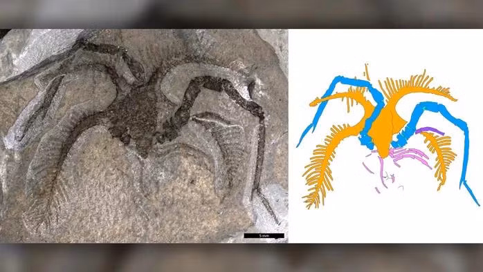 Quái vật “xuyên không” 450 triệu năm bằng cách vô lý nhất thế giới Quai vat “xuyen khong” 450 trieu nam bang cach vo ly nhat the gioi