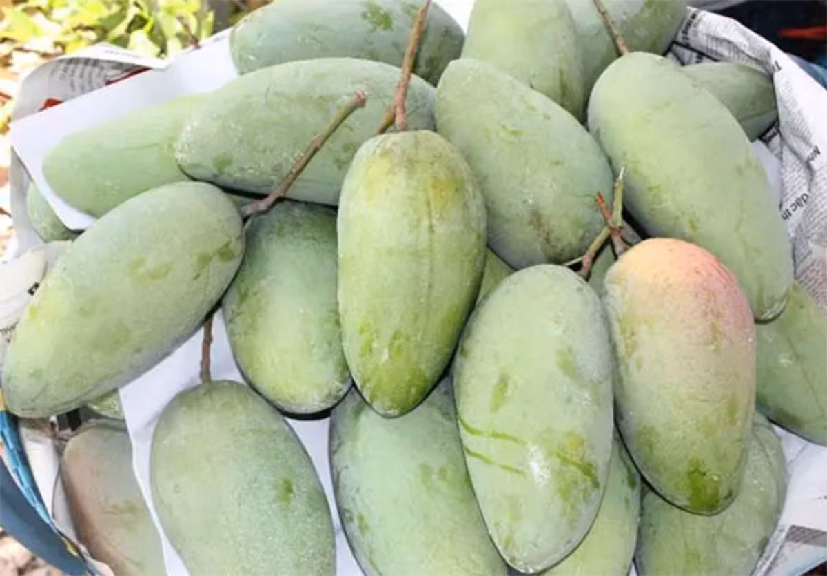 4 loai xoai doc, la dang hut khach-Hinh-2