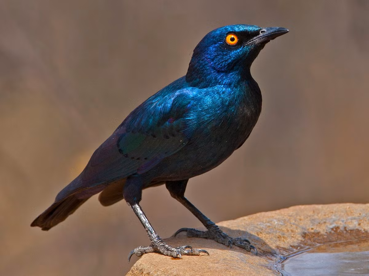 Sáo lông bóng Cape (Lamprotornis nitens) dài 25 cm, được ghi nhận ở Nam Phi. Loài này có điệu hót dài và phức tạp, gồm những âm thanh mà chúng nghe được trong môi trường sống của mình. Ảnh: eBird.org.