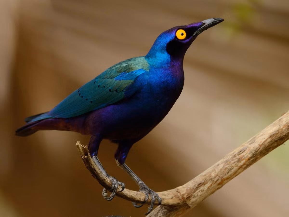 Sáo lông bóng tím (Lamprotornis purpureus) dài 22-23 cm, cư trú ở vùng nhiệt đới Trung Phi. Loài này quần tụ thành đàn lớn, luôn ồn ào ở khu vực rừng thưa hoặc đất canh tác. Ảnh: eBird.org.