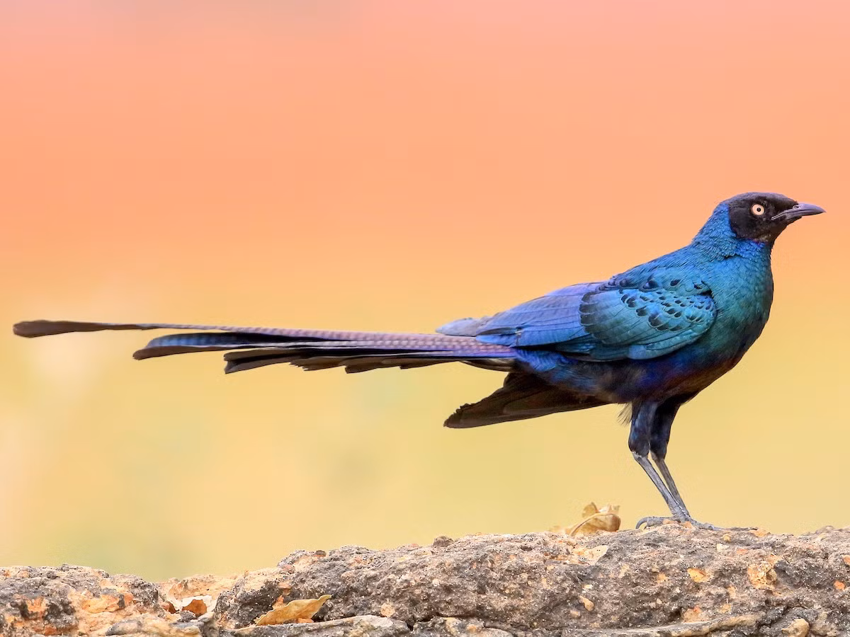 Sáo lông bóng đuôi dài (Lamprotornis caudatus) dài 54 cm, được ghi nhận ở rừng nhiệt đới châu Phi từ Senegal đến phía đông Sudan. Cái đuôi của các cá thể trưởng thành loài này dài hơn cả thân. Ảnh: eBird.org.