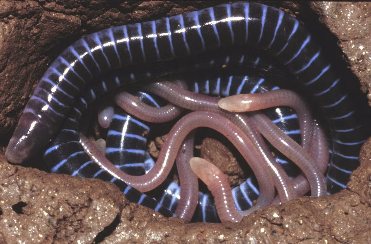 Ếch giun đồi Taita (Boulengerula taitanus) dài 35 cm, là loài đặc hữu của vùng đồi Taita, phía Đông Nam Kenya. Chúng thuộc nhóm ếch giun có tập tính nuôi con kỳ lạ: Khi con non mới nở, con mẹ phát triển một lớp da dày và bổ dưỡng để con non ăn.