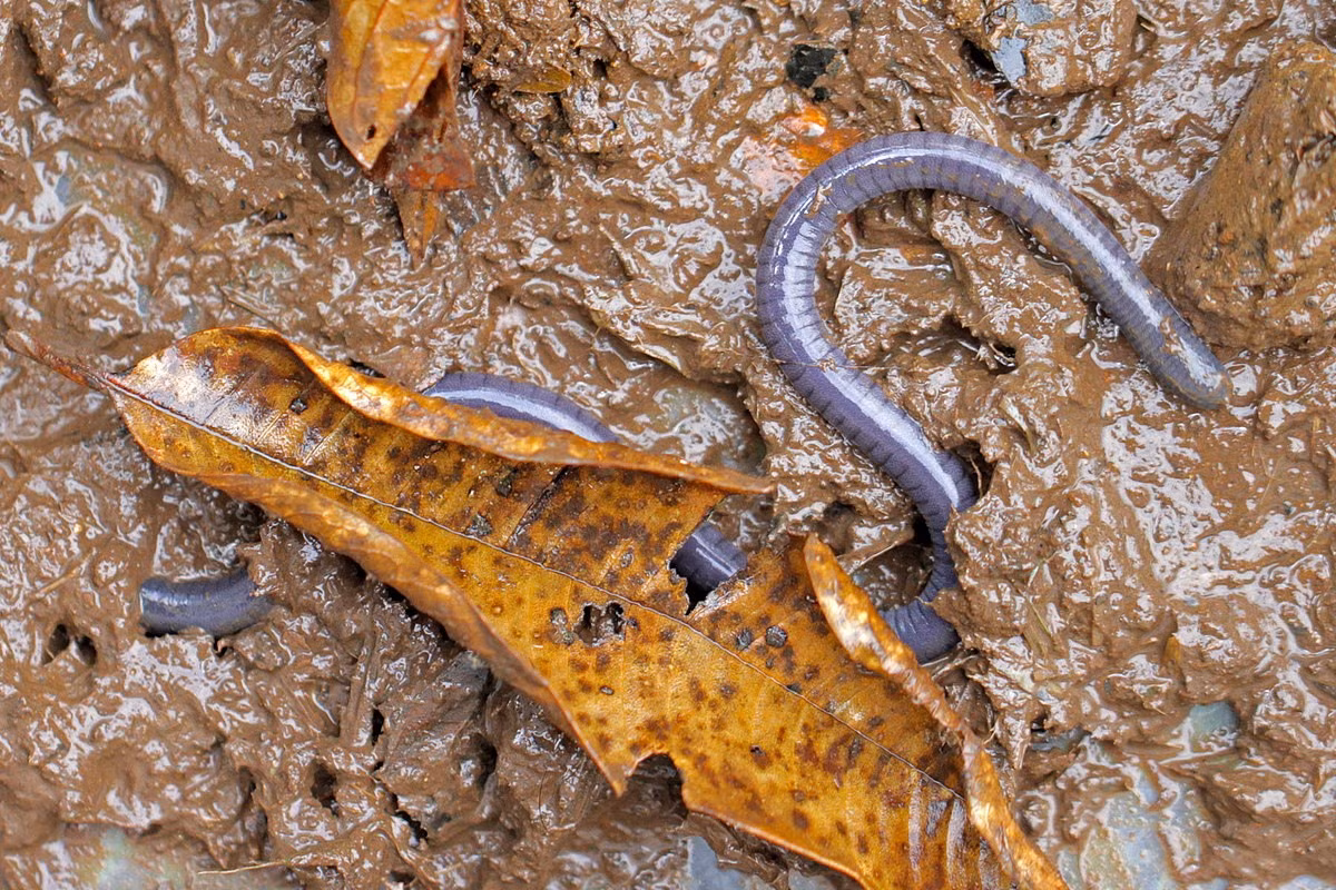 Ếch giun mảnh (Dermophis parviceps) dài 22 cm, hiện diện tại những vùng rừng ẩm ướt của Trung và Nam Mỹ. Như nhiều loài ếch giun khác, ban ngoài chúng trú ẩn trong lòng đất, đêm đến mới ra ngoài kiếm ăn.