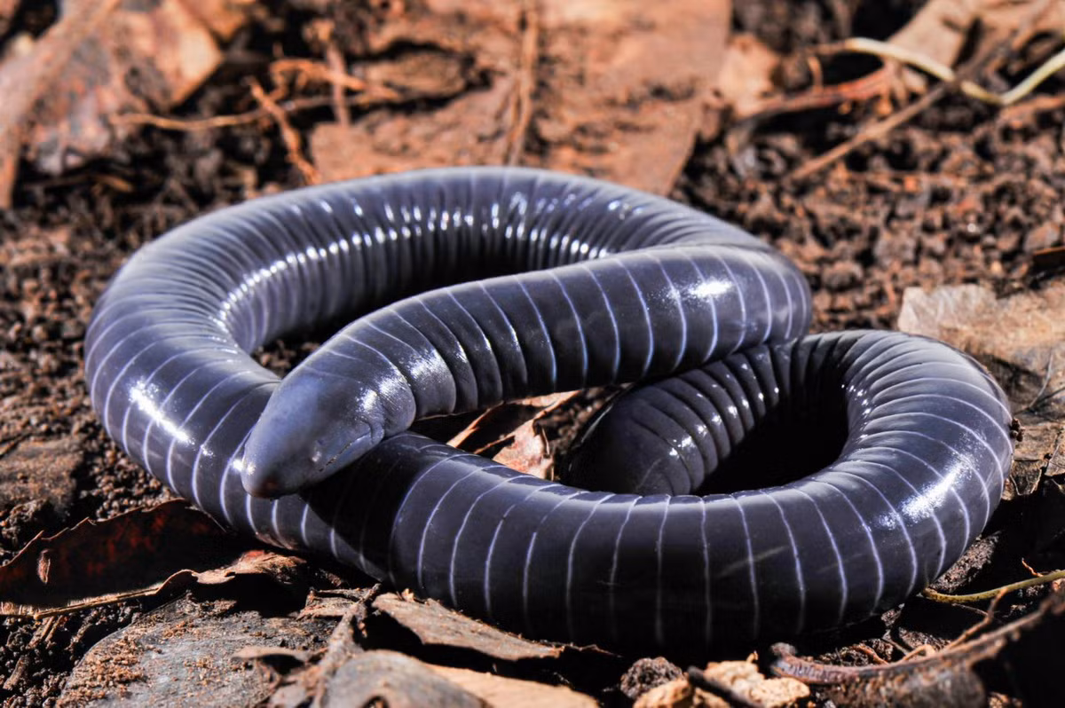 Ếch giun vòng (Siphonops annulatus) dài 28-45 cm, được ghi nhận tại các sinh cảnh đa dạng ở phía Bắc của Nam Mỹ. Đây là một trong số ít loài ếch giun có tuyến nọc độc ở miệng. Con non cũng có tập tính ăn da mẹ.