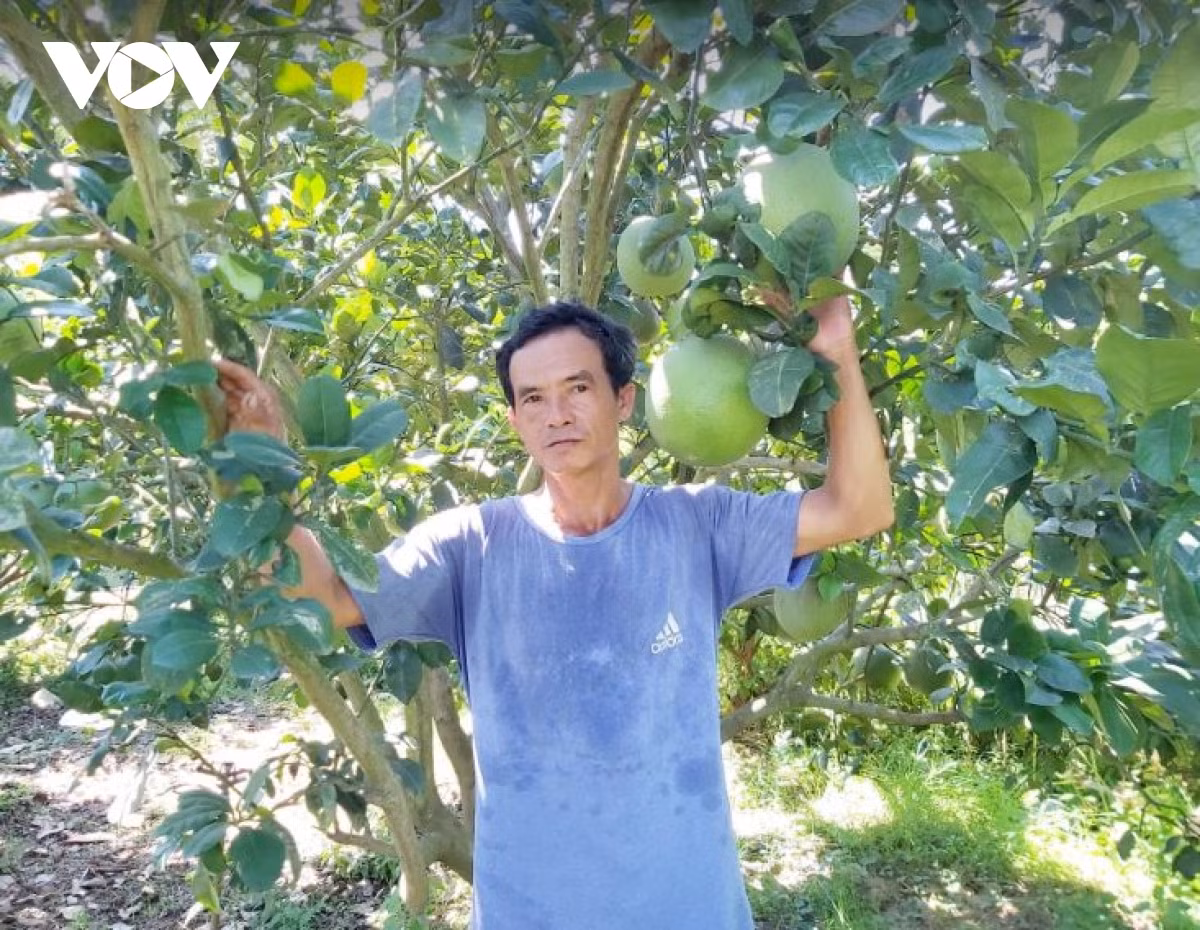 Nong dan Quang Nam lam giau tu trong cay an qua