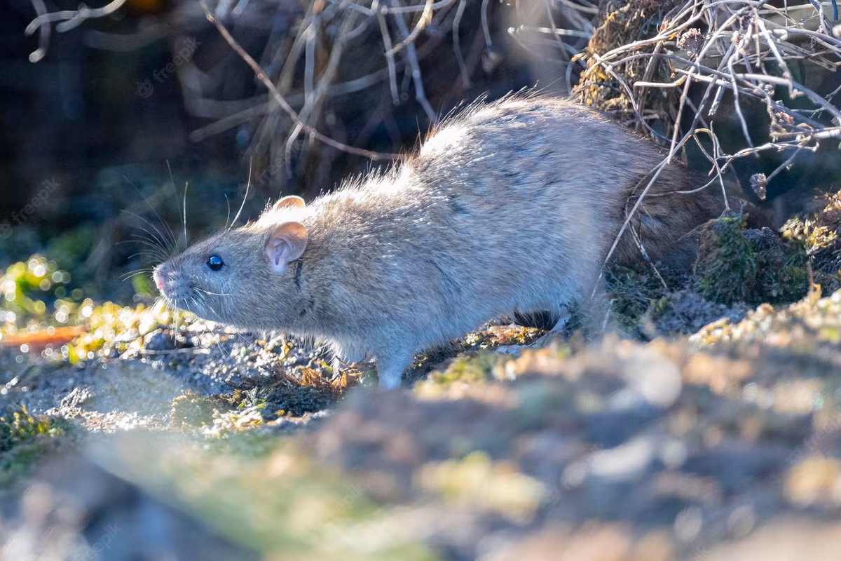 Chuột cống (Rattus norvegicus) dài 21-29 cm, phổ biến toàn cầu. Còn được gọi là chuột bụng bạc, loài này là họ hàng gần của chuột nhà. Là loài gây hại đáng sợ, chúng có thể tàn phá hệ sinh thái ở các hòn đảo mà chúng được du nhập vào.