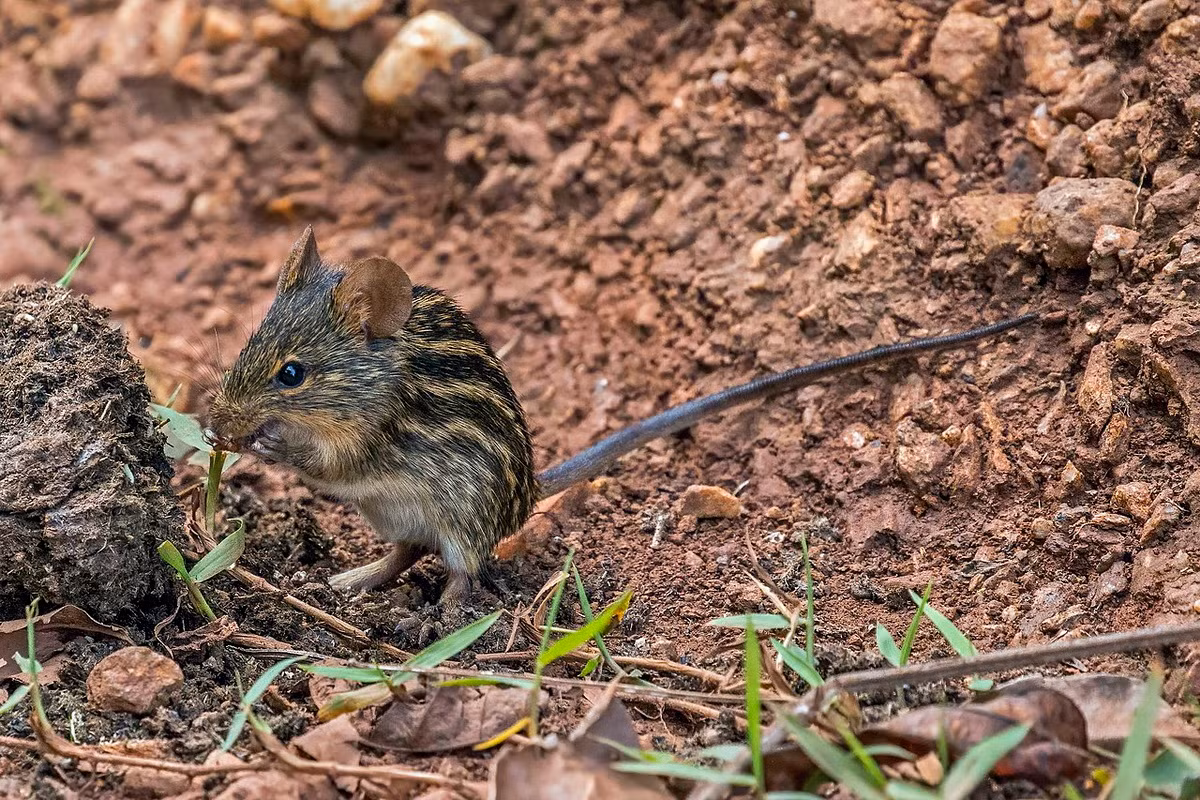 Chuột cỏ sọc châu Phi (Lemniscomys striatus) dài 9-14 cm, phổ biến ở các sinh cảnh có cỏ trải khắp phần lớn khu vực châu Phi hạ Sahara. Chúng được nhận biết với bộ lông sọc, giúp ngụy trang trong trong những đám cỏ úa.
