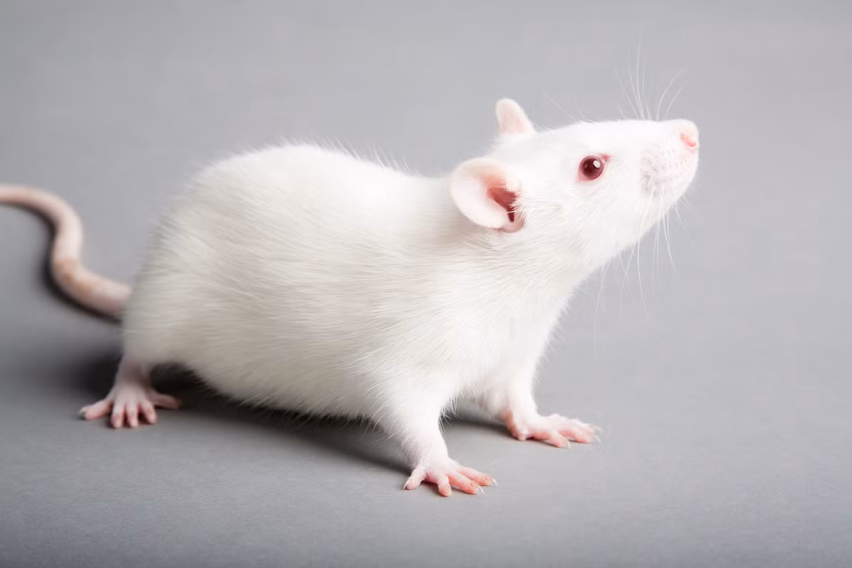 Chuột nhắt nhà (Mus musculus) dài 7-10 cm, phổ biến toàn cầu. Loài chuột nhỏ này theo chân con người đi khắp thế giới, thậm chí là có cả ở châu Nam Cực. Dạng bạch tạng của chúng được sử dụng nhiều trong phòng thí nghiệm.