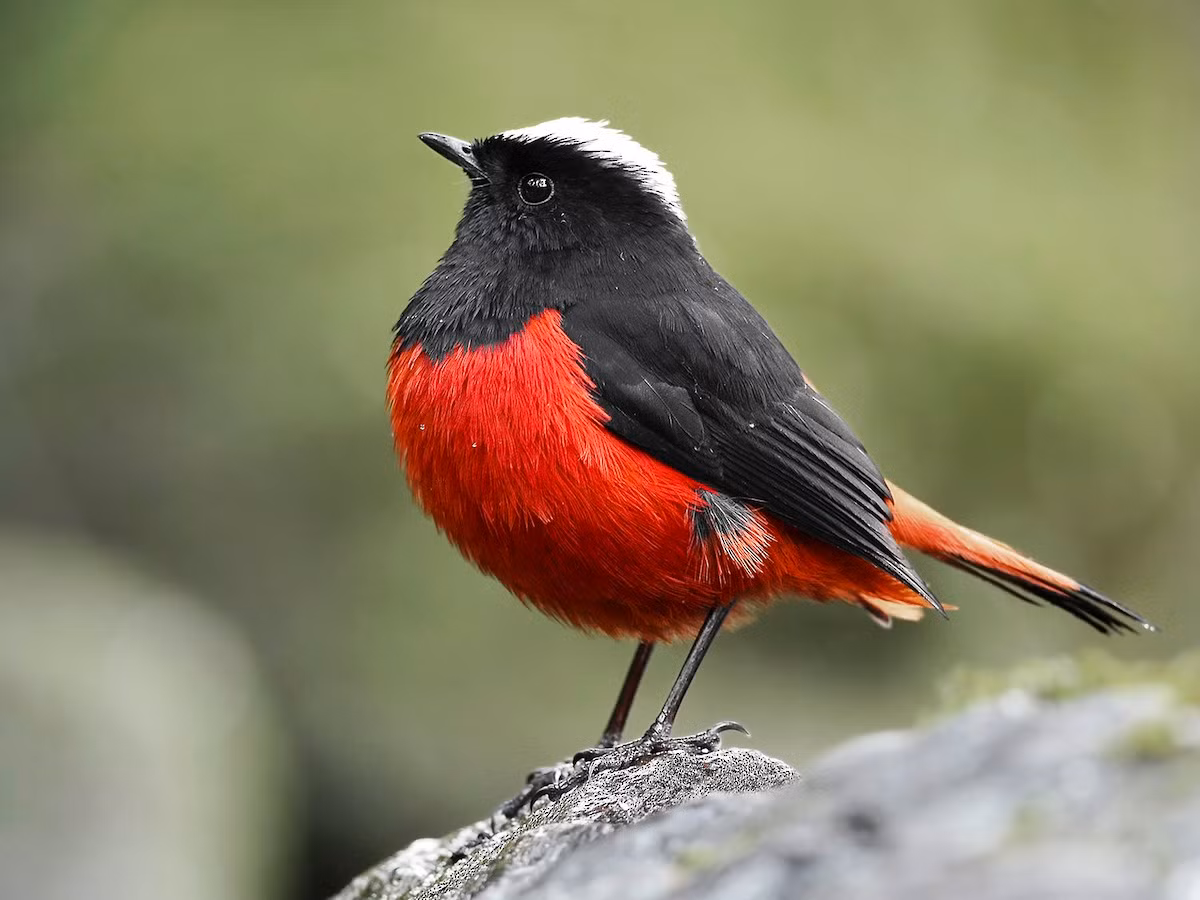 Đuôi đỏ đầu trắng (Phoenicurus leucocephalus) dài 18-19 cm, là loài định cư, không đến tương đối phổ biến tại Tây Bắc, Đông Bắc (VQG Hoàng Liên Sa Pa). Sinh cảnh của chúng là sông và suối đá, thác nước, độ cao 915-3.100 mét.