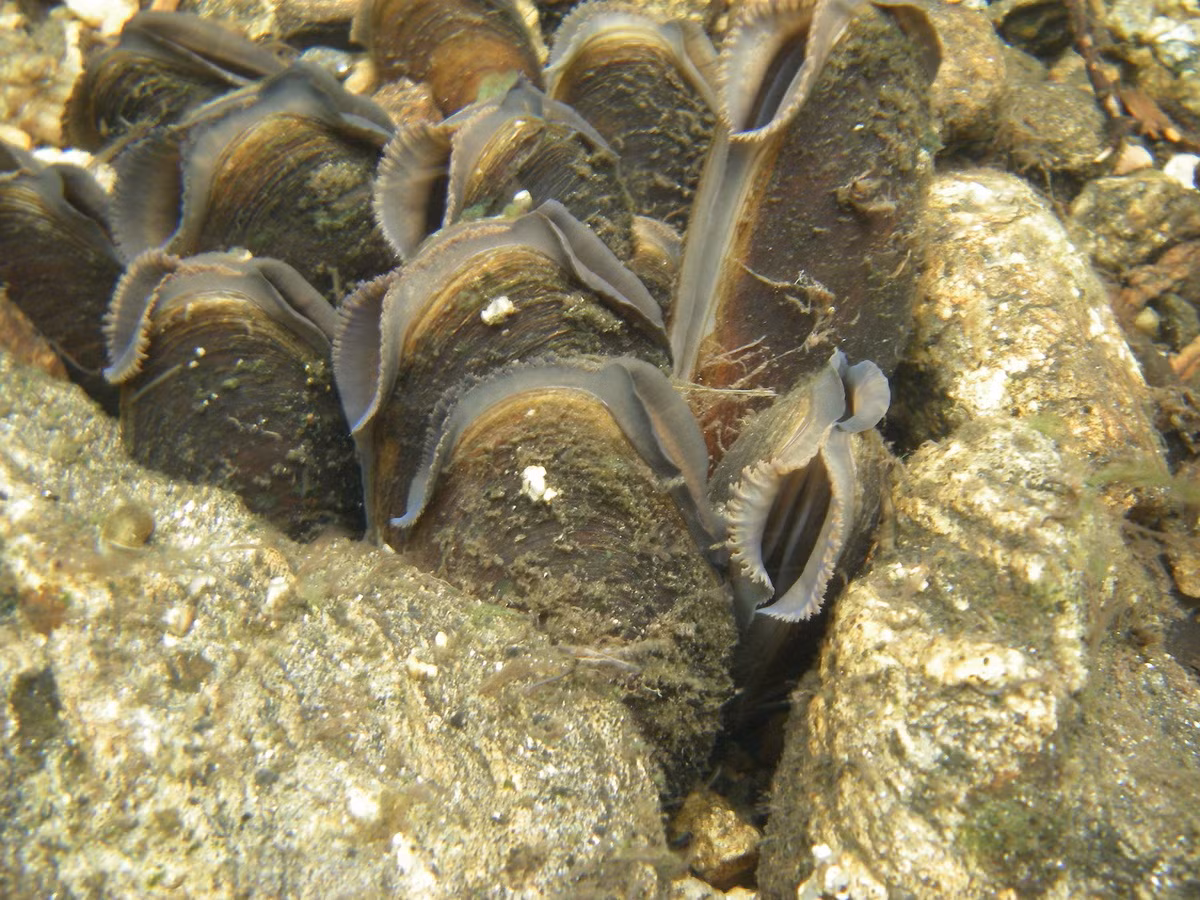 Trai nước ngọt (Margaritifera margaritifera) dài 10-15 cm, được ghi nhận ở lục địa Á - Âu và Bắc Mỹ. Sống vùi trong cát hay sỏi dưới các dòng sông chảy nhanh, loài này nổi tiếng vì tạo ra ngọc trai chất lượng tốt. Ở một số nơi chúng được dùng làm thực phẩm.