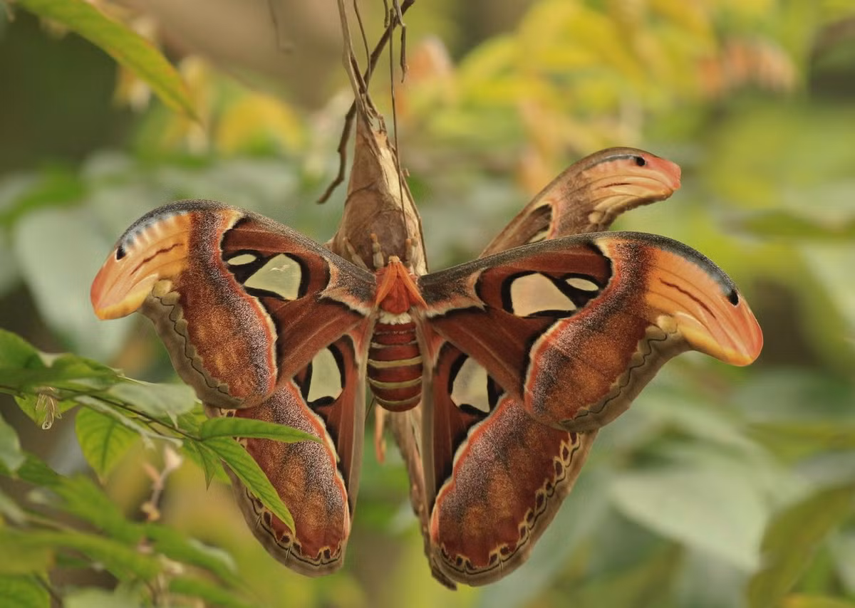 Bướm khế (Attacus atlas) có sải cách 25-30 cm, là loài bướm lớn nhất thế giới, có địa bàn phân bố ở khắp các vùng rừng núi và đồng bằng của Việt Nam. Ảnh: Butterflies of Vietnam.