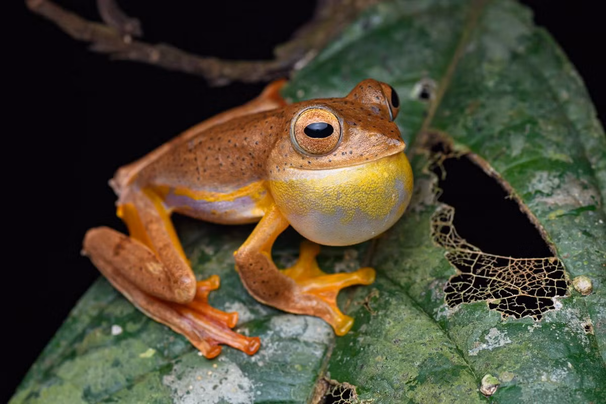 Ếch cây màng bơi đỏ (Rhacophorus rhodopus). Khu vực phân bố: Ghi nhận ở các tỉnh Hà Tĩnh, Quảng Nam, Gia Lai, Kon Tum. Lâm Đồng. Ảnh: Thai National Parks.