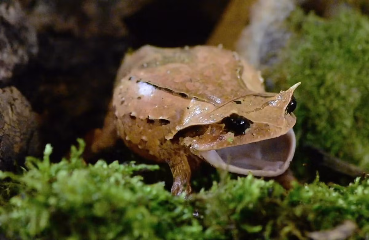 Cóc mày trung gian (Brachytarsophrys intermedia). Khu vực phân bố: Quảng Bình, Thừa Thiên Huế, Kon Tum, Gia Lai, Đắk Lắk, Lâm Đồng, Khánh Hòa, Đồng Nai. Ảnh: Wikipedia.