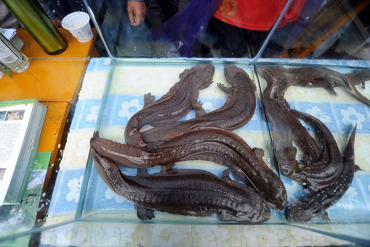 Dù đã được nhân nuôi trong nhiều trang trại, số lượng kỳ giông khổng lồ Trung Quốc trong tự nhiên đã suy giảm rất mạnh do sự phá hủy môi trường sống và khai thác quá mức. Ảnh: CBS News.