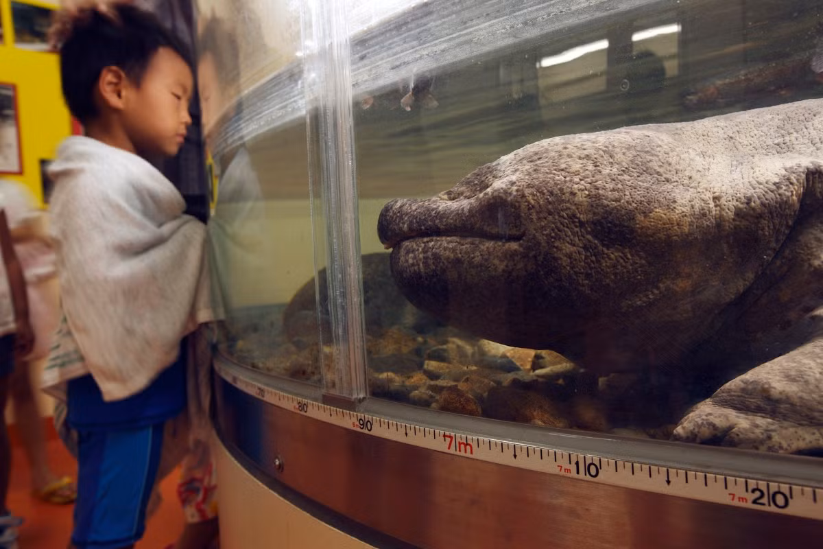Là một trong những loài lưỡng cư có tuổi thọ cao nhất, loài kỳ giông này từng sống lâu đến 55 năm trong điều kiện nuôi nhốt. Trong tự nhiên, chúng có thể đạt đến 80 tuổi. Ảnh: Google Arts &amp; Culture.