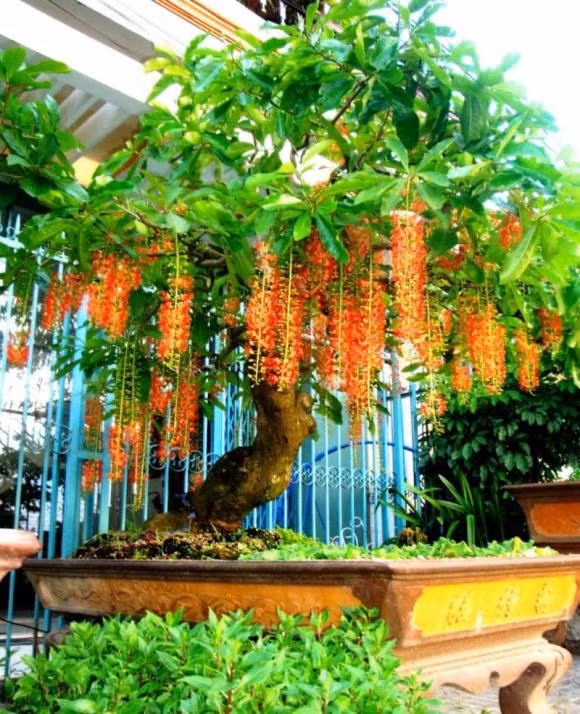 Cach trong loc vung giup gia chu mo kho tai loc, khong lo thieu tien-Hinh-2