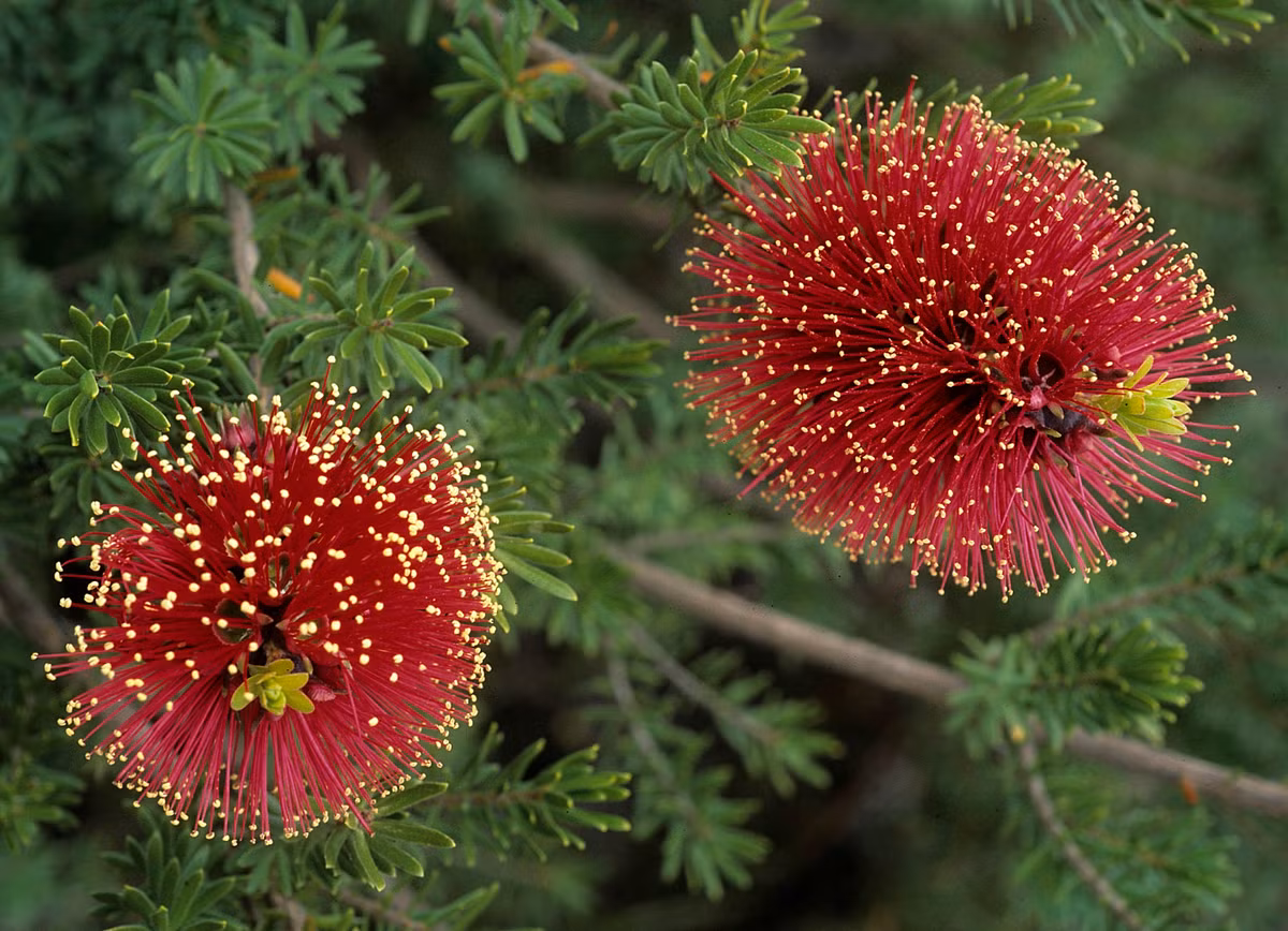 Tràm liễu đỏ (Kunzea baxteri) cao 3 mét, phân bố ở bờ biển phía Nam khu vực Tây Australia. Loài cây bụi thân gỗ có các cụm hoa lớn màu đỏ tươi này là cây cảnh được ưa chuộng trong nhiều khu vườn. Ảnh: BioLib.