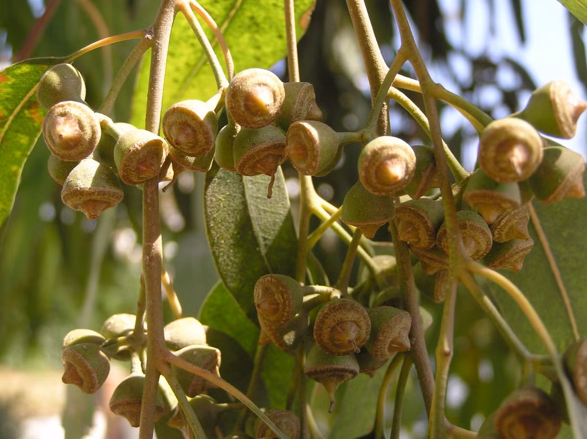 Bạch đàn trắng (Eucalyptus camaldulensis) cao 40 mét, phổ biến ở Australia. Loài cây gỗ này có vỏ nhẵn màu nhạt và lá xanh lục ánh lam. Chúng cho gỗ bền chắc và mật hoa tạo thành mật ong hảo hạng. Lá cây cũng là nguồn thức ăn cho gấu túi koala. Ảnh: Plants of the World Online.