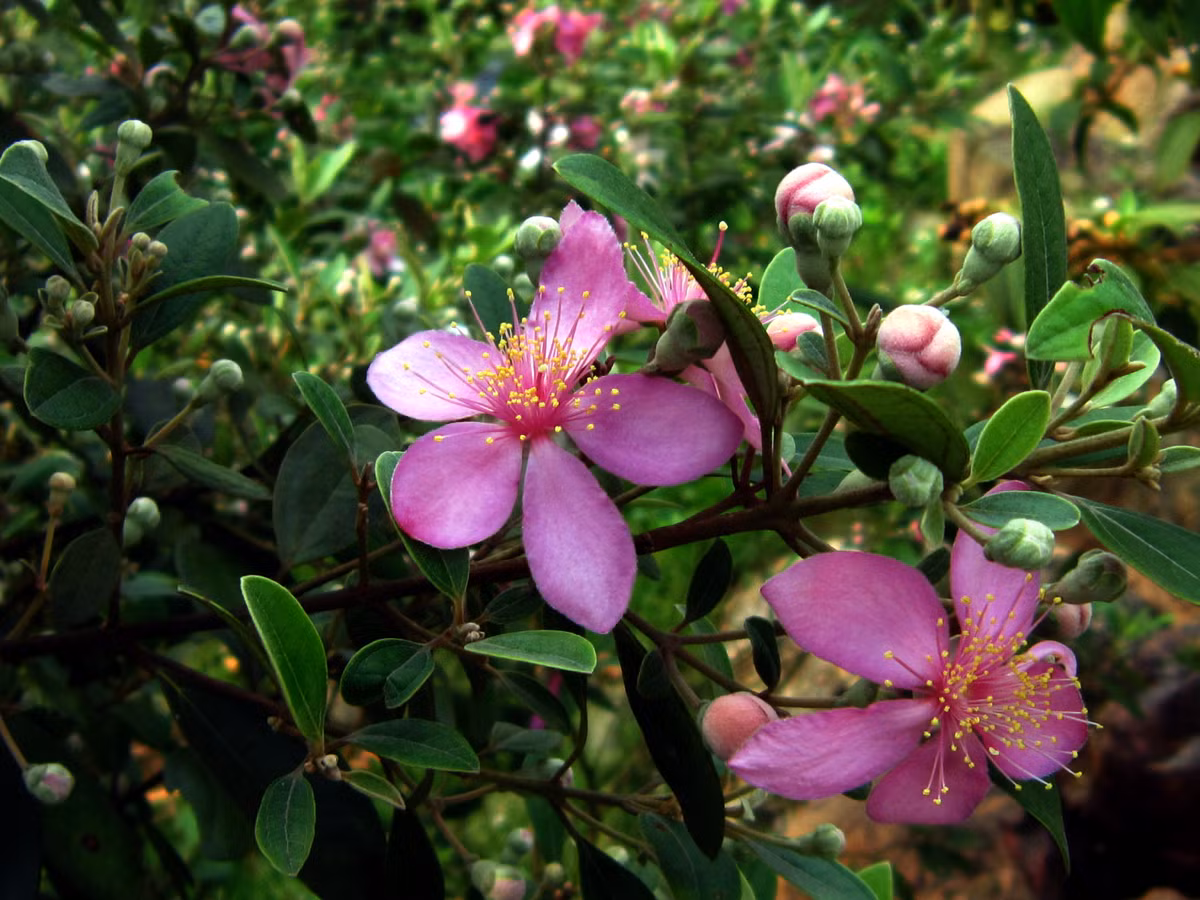  Sim (Rhodomyrtus tomentosa) cao 2 mét, phân bố từ Ấn Độ đến Đông Nam Á, trong đó có Việt Nam. Loài cây bụi này có hoa màu hồng tím, quả mọng hình trứng ngược, nhiều lông mịn, khi chín có màu nâu đỏ, vị ngọt. Ảnh: Academic Accelerator.