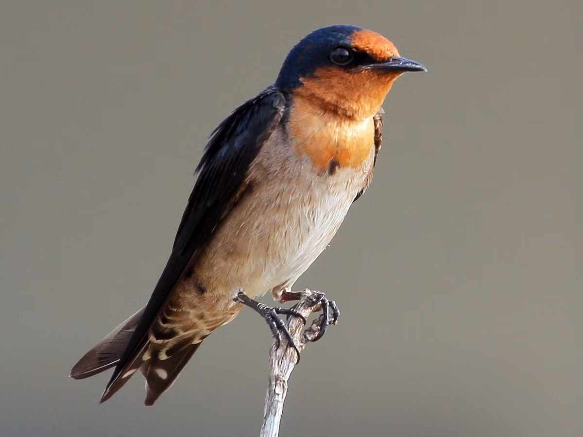 Nhạn đuôi đen (Hirundo tahitica) dài 13-14 cm, là loài định cư ven biển tại Nam Trung Bộ và Nam Bộ.