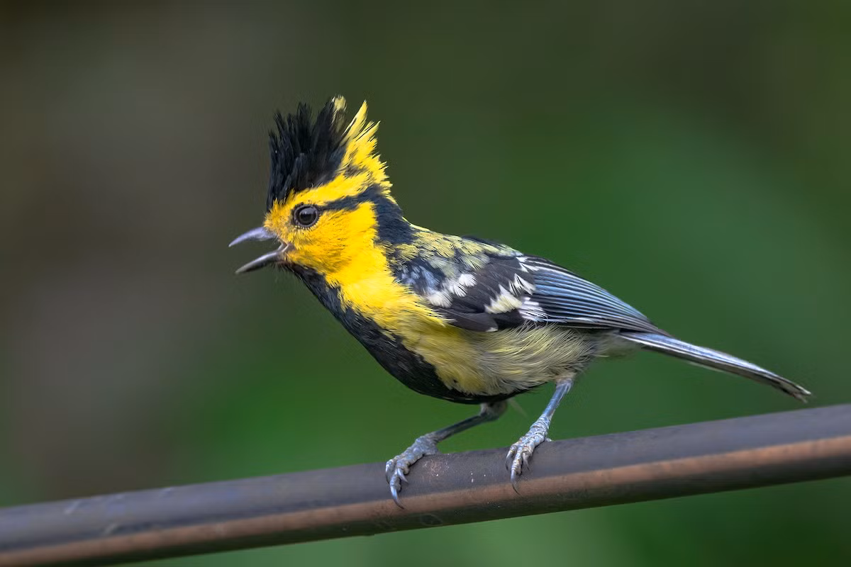 Bạc má mào (Parus spilonotus) dài 13-16 cm, là loài định cư, tương đối phổ biến tại Tây Bắc, Đông Bắc, Trung Bộ (VQG Hoàng Liên Sa Pa, Tam Đảo, Bạch Mã, Chư Yang Sin, Bidoup Núi Bà, khu BTTN Du Già, Quản Bạ).
