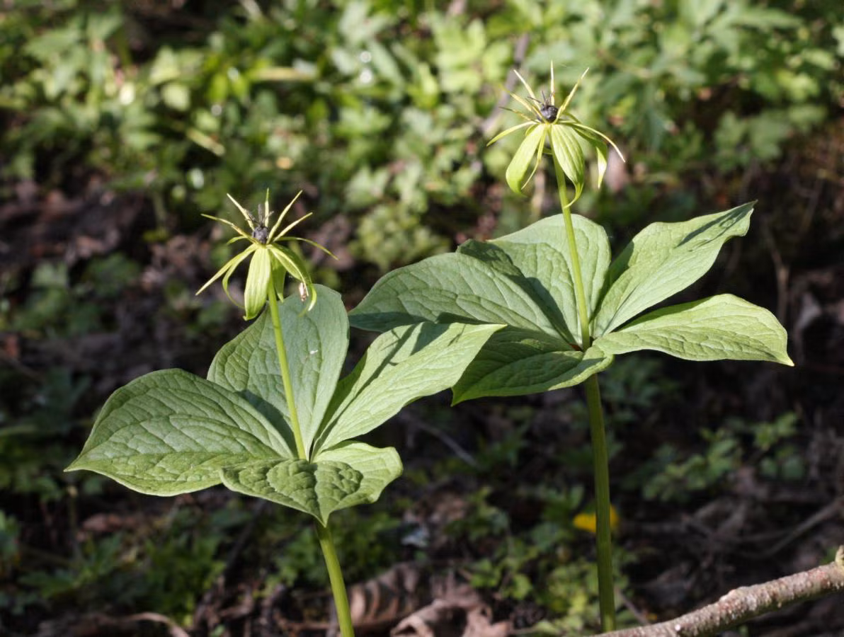 Trọng lâu bốn lá (Paris quadrifolia) cao 40 cm, phân bố ở các khu rừng nguyên sinh ở khu vực ôn đới lục địa Á - Âu. Loài thực vật này có 4 hoặc 5 lá, chỉ ra duy nhất một hoa màu xanh, phát triển thành quả màu đen không ăn được. Ảnh: NatureSpot.