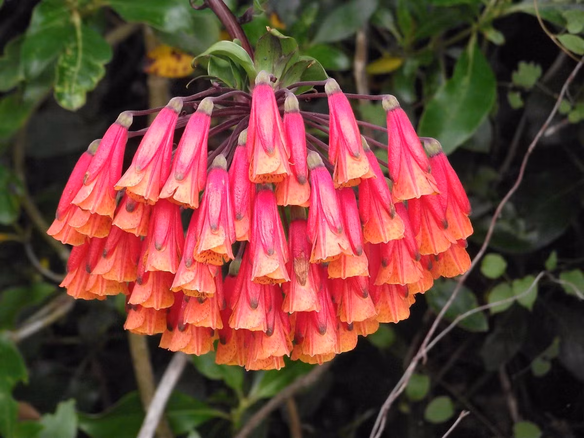 Loa kèn Bomarea (Bomarea caldasii) dài 4 mét, có nguồn gốc từ Nam Mỹ. Loài cây leo có hoa bắt mắt này đã được du nhập vào nhiều nơi trên thế giới để làm cây cảnh. Ảnh: Southland Pest Hub.