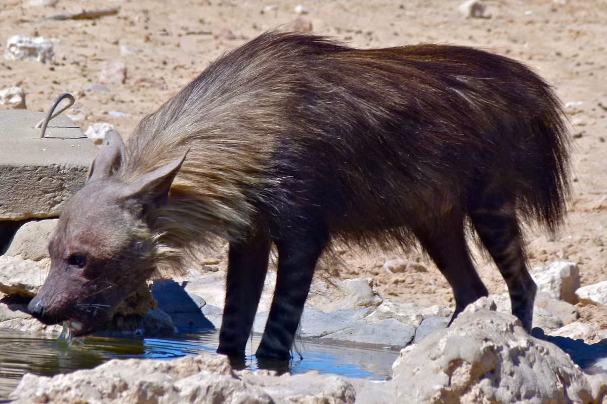 2. Linh cẩu nâu (Hyaena brunnea) dài 86-140 cm, nặng 37-44 kg, phân bố ở phía Nam châu Phi, với quần thể lớn nhất cư trú ở phía nam hoang mạc Kalahari và các khu vực ven biển Tây Nam Phi. Ảnh: Wikipedia.