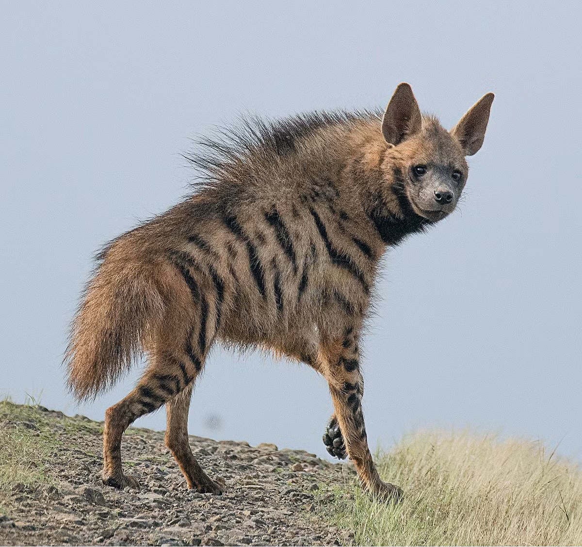 3. Linh cẩu vằn (Hyaena hyaena) dài 85-130 cm, nặng 22-55 kg, được ghi nhận ở những sinh cảnh trống trải từ Bắc Phi đến Ấn Độ. Đây là loài linh cẩu duy nhất hiện diện ở châu Á. Ảnh: Wikipedia.
