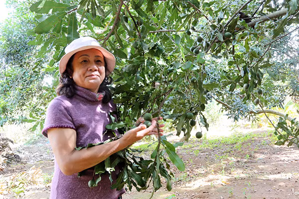 Vuon rong trong loai cay ra “nu hoang qua kho”, san luong “khung” nhat Lam Dong