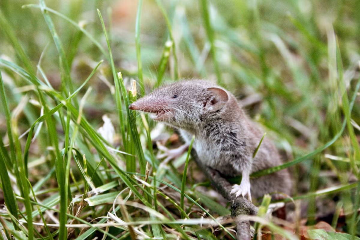Chuột chù răng trắng nhỏ (Crocidura suaveolens) dài 5-7,5 cm, phân bố ở châu Âu. Giống các loài chuột chù cùng chi Crocidura, loài này không có phần dự trữ sắt để tạo ra màu nâu đỏ ở đầu răng như ở phần lớn các loài chuột chù khác. Ảnh: Fotocommunity.