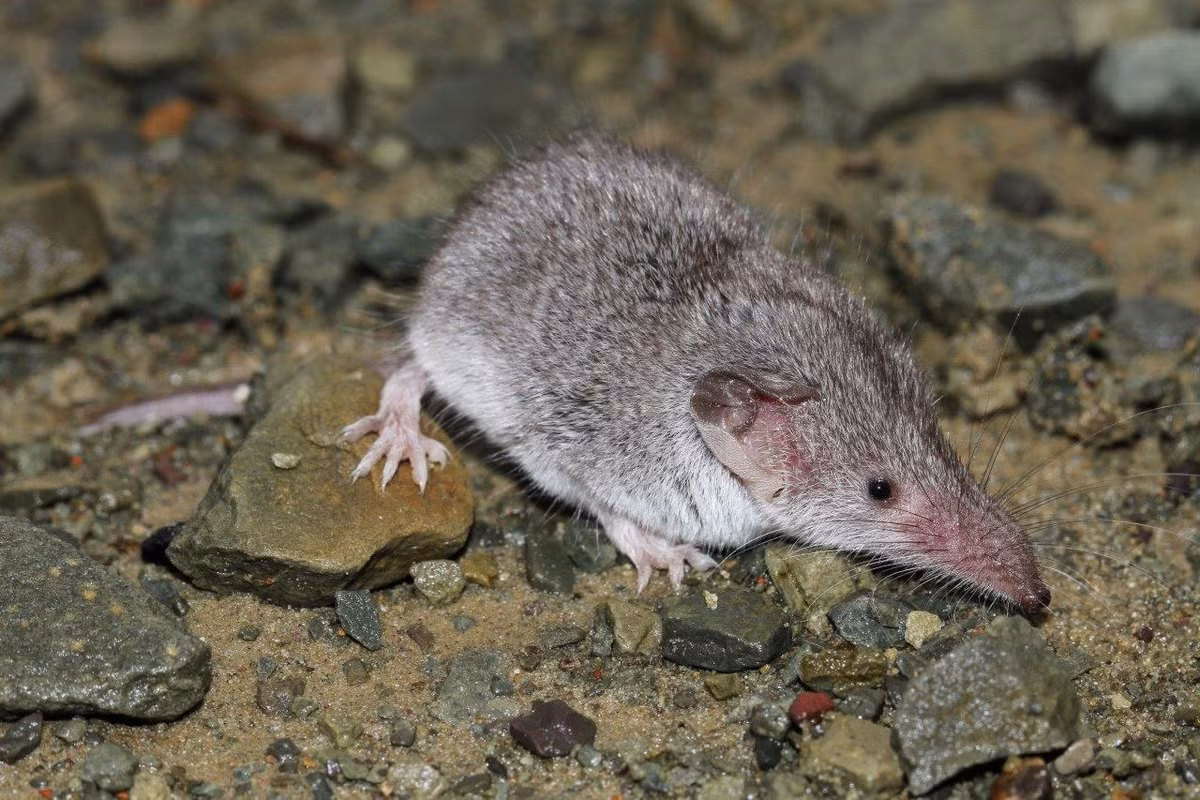 Chuột chù xạ xám đỏ (Crocidura cyanea) dài 6-8 cm, sống trong các khu rừng miền Nam châu Phi. Các cá thể đực của loài chuột chù này dùng mùi xạ mạnh để đánh dấu lãnh thổ. Ảnh: Cliff and Suretha Dorse.
