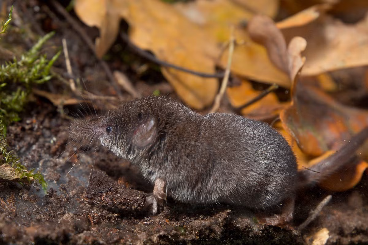 Chuột chù nhỏ đuôi dài (Sorex minutus) dài 5-6 cm, phân bố ở châu Âu, Nga và Trung Á. Loài chuột chù này được nhận dạng nhờ cái đuôi dài và rậm lông. Ảnh: Saxifraga.