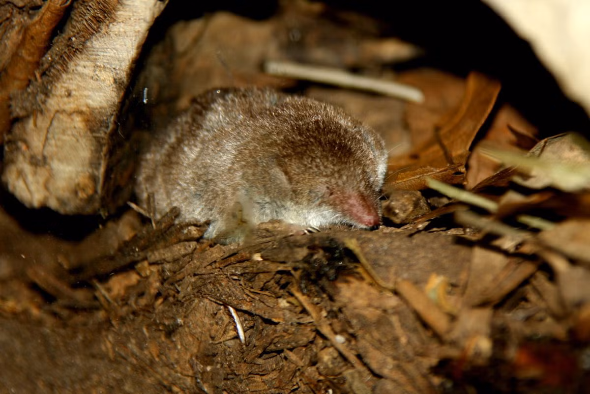 Chuột chù nhắt Bắc Mỹ (Cryptotis parva) dài 5-8 cm, phân bố ở miền Đông nước Mỹ và Mexico. Loài săn mồi lớn này tấn công con mồi lớn bằng nước bọt có độc. Chúng có thói quen cắn đuôi thằn lằn và xơi cái đuôi rụng ra. Ảnh: ZooChat.