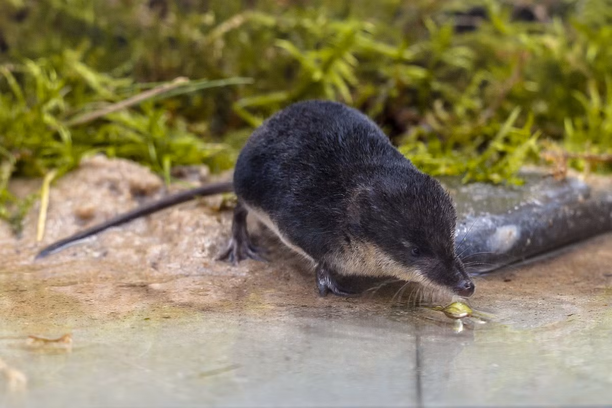 Chuột chù nước Á - Âu (Neomys fodiens) dài 6-10 cm, phân bố ở khu vực ôn đới từ châu Âu đến vùng Viễn Đông của Nga. Loài này có bộ lông hai màu phân biệt rõ ràng. Chúng có lông cứng trên bàn chân và đuôi nâng cao để hiệu quả khi bơi, phục vụ cho việc săn mồi dưới nước. Ảnh: Saxifraga.
