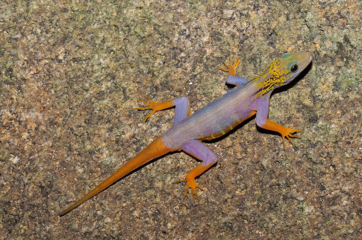 Trong một bài viết đăng tải năm 2019 trên trang Australian Geographic, nữ nhà báo Bec Crew đã nêu ra thực trạng đáng lo ngại rằng, kể từ năm 2013, tắc kè đuôi vàng đã được rao bán thường xuyên ở châu Âu. Ảnh: Australian Geographic.
