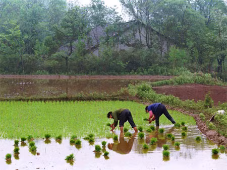 Từ năm 1978 đến nay, sản lượng nông nghiệp tại Trung Quốc đã tăng gấp 3 lần. Với chỉ 7% diện tích làm nông nghiệp nhưng lương thực do Trung Quốc sản xuất đủ để cung cấp 25% dân số thế giới.