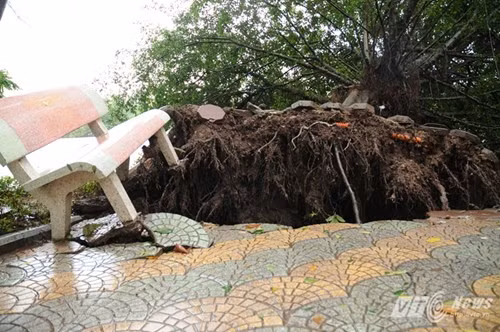 Gốc si cổ thụ gần trăm tuổi ven Hồ Gươm bị gió bão thổi bật gốc trong đêm 16 rạng sáng 17/9. Một đoạn vỉa hè và ghế đá cũng bị hất tung theo hệ thống rễ của cây.